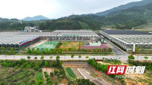 湘 村振興新圖景丨靖州 育秧有了 流水線 智能化讓春耕 加速