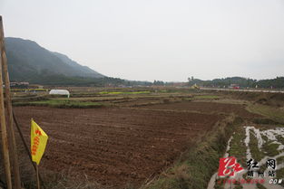 靖州金順生態農業基地成立 探索現代 共享農業 新模式