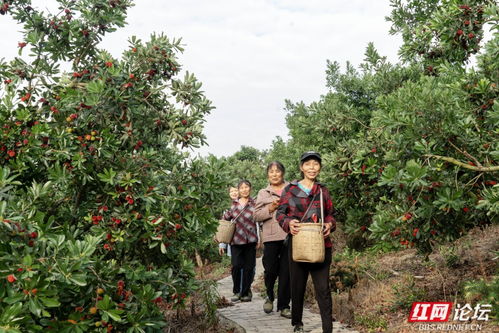 靖州楊梅熟了,一口酸甜醉江南
