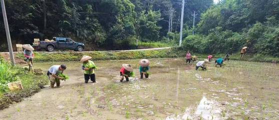 圖說 | “冷水晚稻”興鄉村