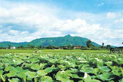 打造楊梅之鄉 建設和諧靖州_新聞中心_新浪網