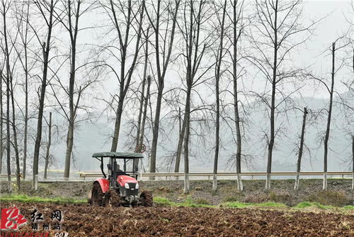 靖州 留住外出務工人員 搶抓煙葉生產