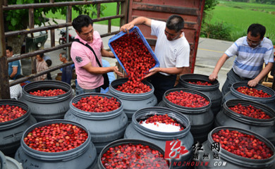 各大食品加工企業爭相收購 靖州楊梅變身真金白銀_新浪新聞