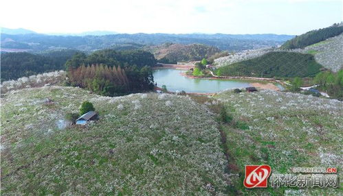圖說懷化 懷化靖州 飛雪流香 萬畝梨花開