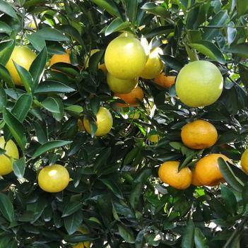 靖州農(nóng)產(chǎn)品批發(fā)供應(yīng)商李凌 依托惠農(nóng)網(wǎng)拓展市場