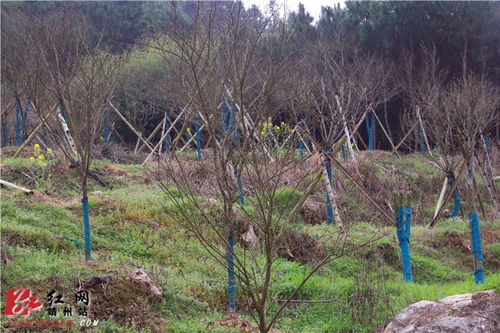 靖州苗木大戶搶抓農時保生產